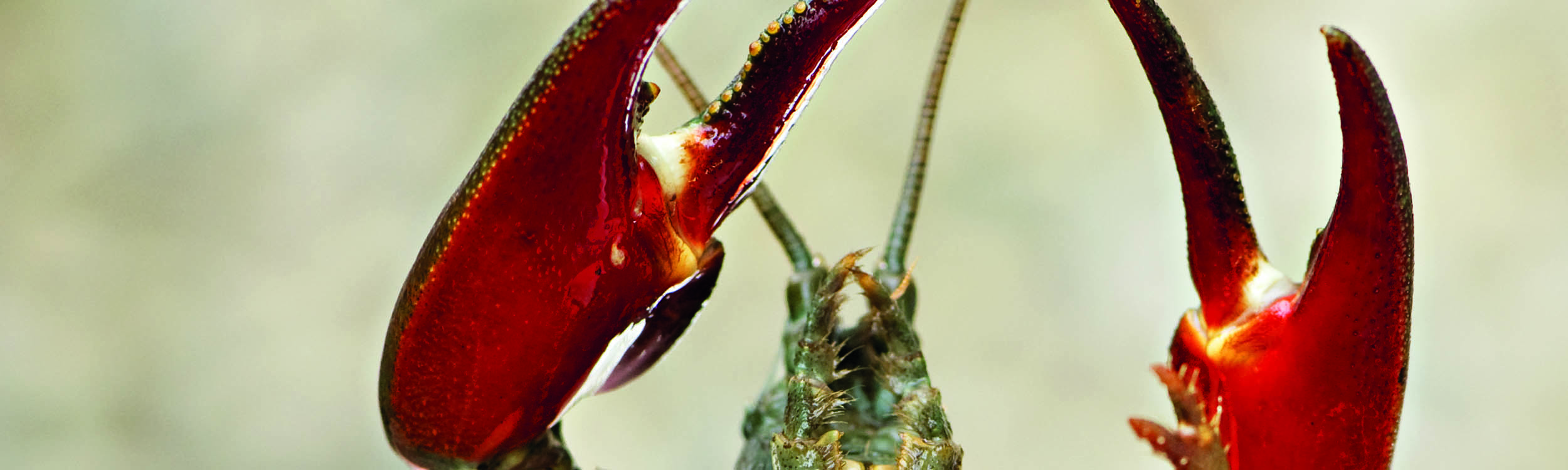 A signal crayfish with bright red claws against a delicate background. - Photo: Astrid Eckert / TUM